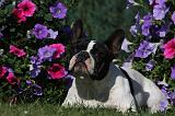 BOULEDOGUE FRANCAIS 848
